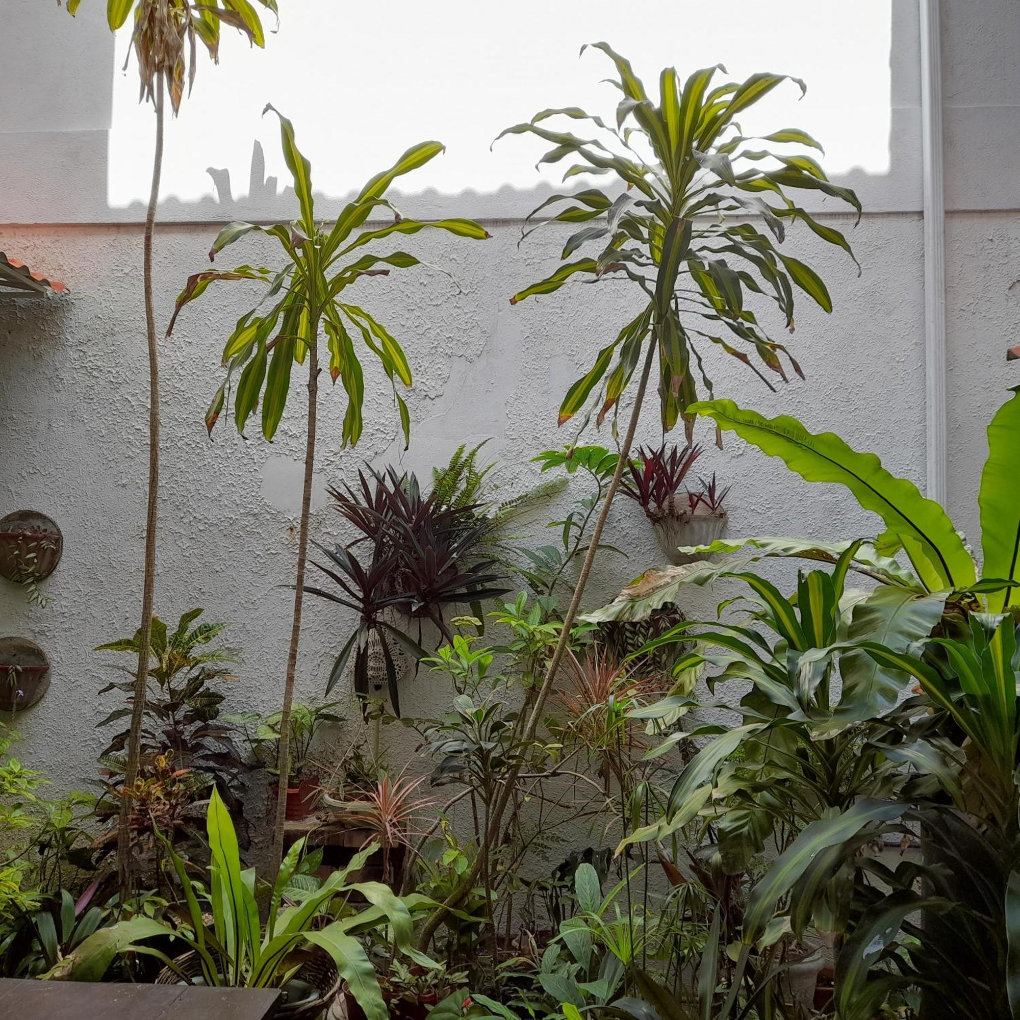 Shoba Traveller'S Tree Homes Stay Galle Extérieur photo